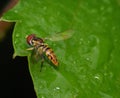 Maize calligrapher, Toxomerus politusÃÂ resting on a leaf after the rain. Royalty Free Stock Photo
